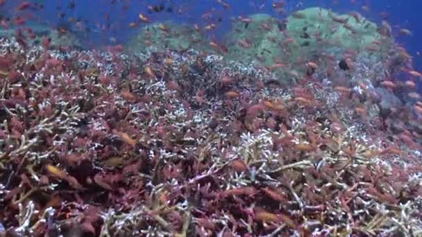 Klidnost Sladkovodních Korálových Útesů Zvyšuje Přítomností Hejna Ryb Klidný Čistý — Stock video