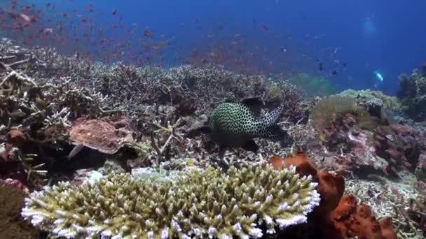 巴厘岛海底海洋鱼类群的斑点石斑鱼是美丽的 潜入巴厘岛的水下海洋 目睹各种不同种类的鱼 — 图库视频影像