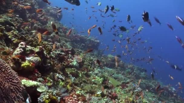 Школа Різнокольорових Тропічних Риб Підводному Океані Дивовижна Він Служить Заповітом — стокове відео