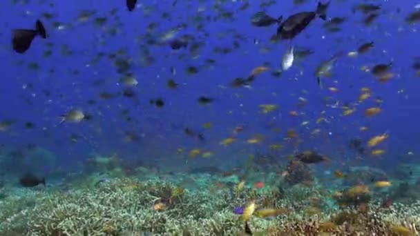 水中世界における魚の複雑な協調は本能的な行動である サンゴ礁は鮮やかな色の魚の群れがその水を恵みとして魅力的に生きています — ストック動画