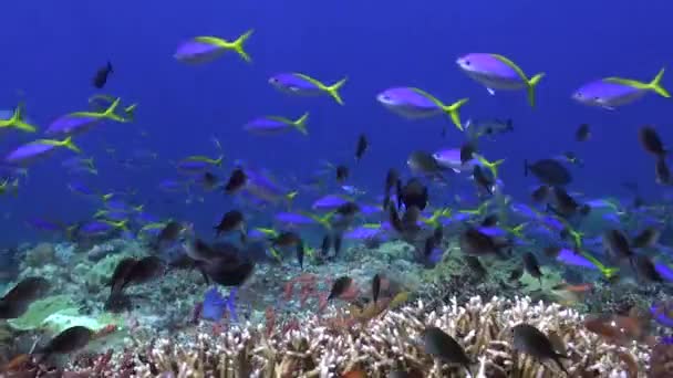 壮观的景色 在水下珊瑚礁上的黄鳍鱼是一模一样的 迷人的景象 一群在水下礁上有黄鳍的鱼 — 图库视频影像