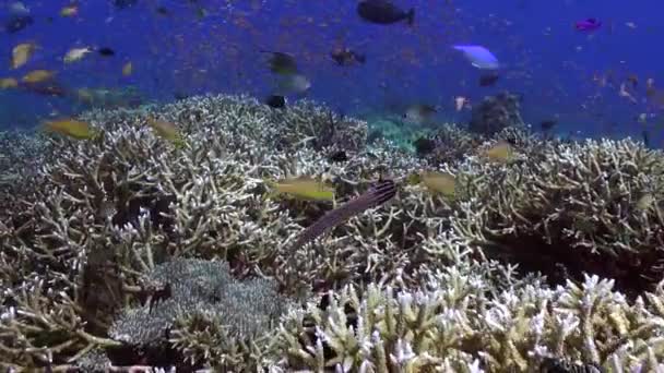 バリ島の海底サンゴ礁での魚の群れの動きが魅力的です バリの水中における魚の正確な協調を観察することは本当に魅力的です — ストック動画