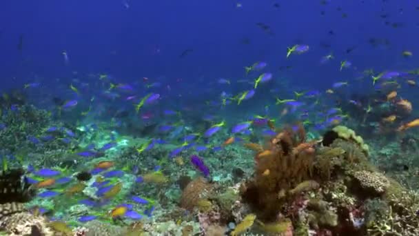水下珊瑚礁被成群的黄鳍鱼迷住了 催眠展览 珊瑚礁上的黄鳍鱼群 — 图库视频影像