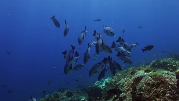 Synchrone Bewegingen Van Scholen Vissen Onderwaterwereld Van Bali Fascineren Glanzende — Stockvideo