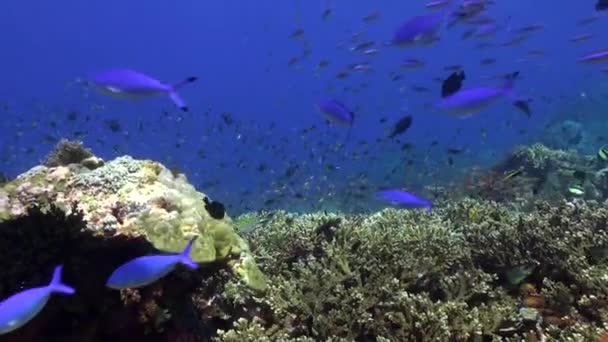 バリ島の水中で見られる魚種の多様性は本当に素晴らしいです バリの水中海には信じられないほどの種類の魚が生息しています — ストック動画