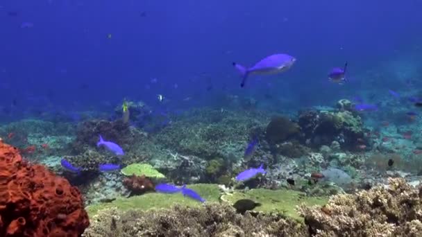 Agua Dulce Clara Arrecife Coral Submarino Con Escuela Peces Calmante — Vídeo de stock