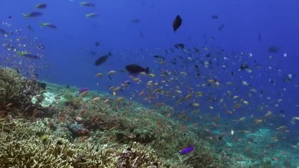 バリ島の水中海で驚くほど多様な魚種を発見してください バリ島の水中で多様な魚種に驚かされる準備をしてください — ストック動画