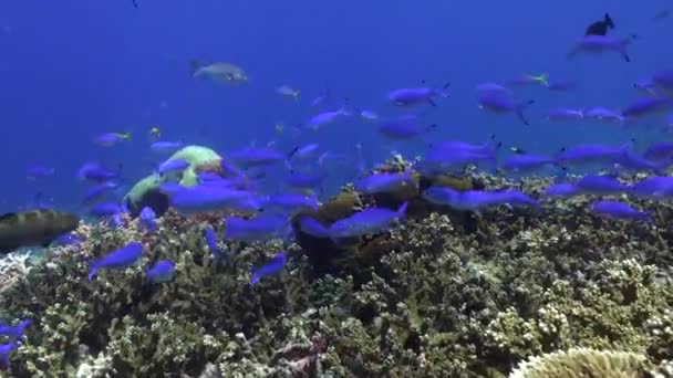 バリの鮮やかな色の魚の学校とサンゴ礁の静かな静けさ サンゴ礁と澄んだ水の中のカラフルな魚の学校との間の色の相互作用は魅惑的な視覚的な調和を作り出します — ストック動画