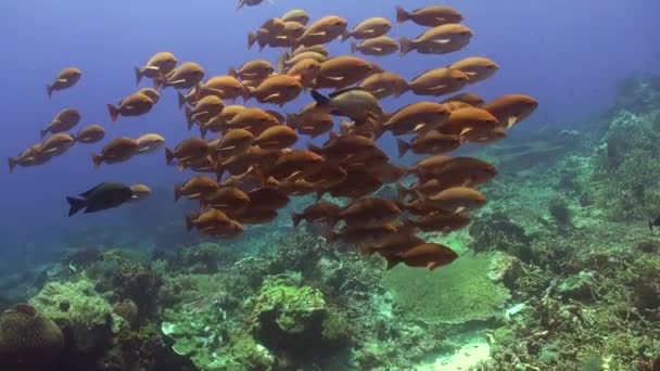 巴厘岛水下鱼类群的同步运动令人印象深刻 巴厘岛水下世界鱼类群的同步运动创造了迷人的奇观 — 图库视频影像