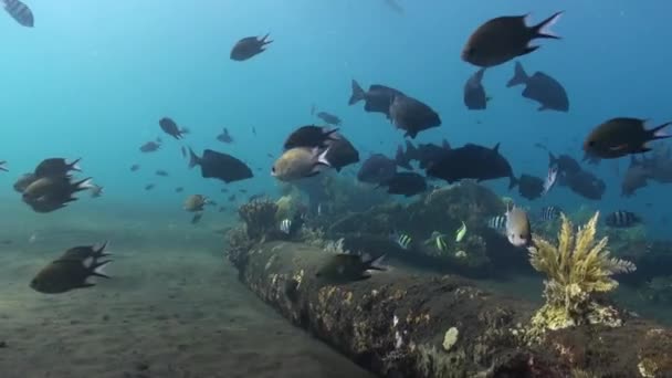 巴厘岛水下王国的鱼群确实很吸引人 在巴厘岛的水下区域观察鱼类的精确协调确实很吸引人 — 图库视频影像