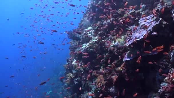 サンゴ礁の透明な水の中でカラフルな魚の学校は魅力的です サンゴ礁の透明な水の中で泳ぐ熱帯魚の鮮やかな色合いは絶対に魅了されています — ストック動画
