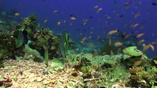 バリ島の海底サンゴ礁の魚の学校は本当に驚異的です 水中交響曲のような流動的で調和のとれた動きです — ストック動画