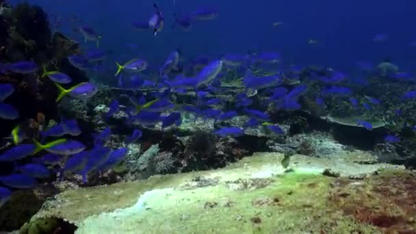 鱼群优雅的舞蹈给巴厘岛的水下世界带来欢乐 不同的珊瑚礁生态系统和生机勃勃的鱼群相结合 这真是迷人的景象 — 图库视频影像