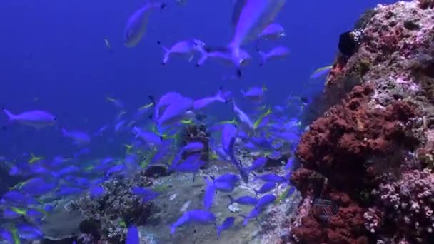 水中サンゴ礁の静けさは魚の群れの存在によって強化されます 水中交響曲のような流動的で調和のとれた動きです — ストック動画
