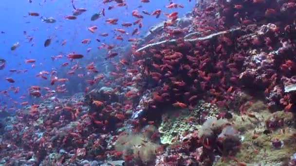 海底珊瑚礁和成群色彩艳丽的鱼一起复活了 一群色彩艳丽的鱼优雅地在清澈的水中滑行 珊瑚礁的美丽生机勃勃 — 图库视频影像