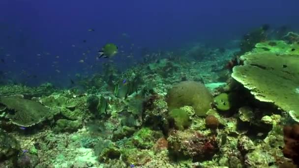巴厘岛的水下珊瑚礁上 一群五彩斑斓的鱼在游泳 一起游泳可以保护食肉动物 增加它们找到食物的机会 并有助于航行 — 图库视频影像