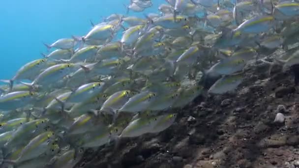 水中世界は鮮やかな黄色のストライプで 魚の学校で飾られています バリ島の水中世界を優雅に移動する独特の黄色の縞模様の魚の群れの光景は本当に壮観です — ストック動画