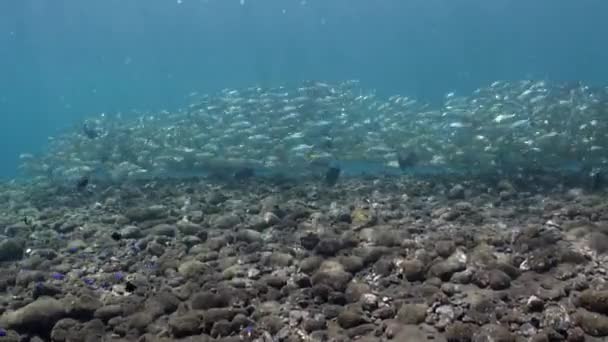 在巴厘岛海洋生物的水下海洋生物中 金枪鱼鱼群的特写镜头 在淡水中游泳的金枪鱼群 — 图库视频影像