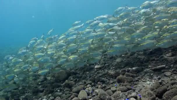 バリ島の水中世界で黄色の縞模様の魚の学校 バリの水中世界は 鮮やかな黄色のストライプで飾られた魚の群れの優雅なダンスによって活性化されます — ストック動画