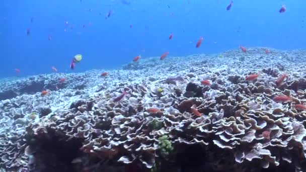 水中サンゴ礁の魚学校のダイナミックな光景で喜びます 水中サンゴ礁の魚学校の息をのむような光景に浸る — ストック動画