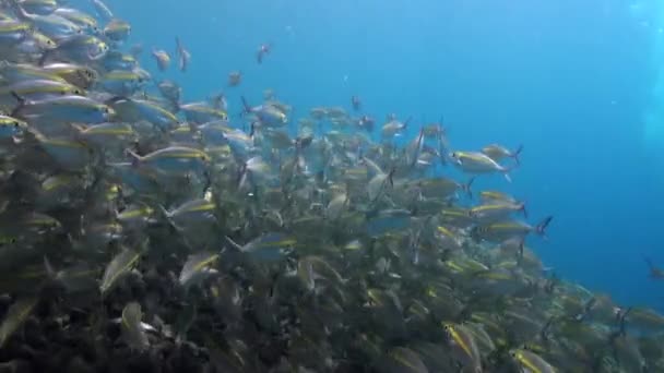 バリの水中では 黄色の縞の魚の学校がダンスを作成します バリ島の水中世界で黄色の縞模様を持つ魚の群れのエレガントな動きを目撃することは本当に魅力的です — ストック動画