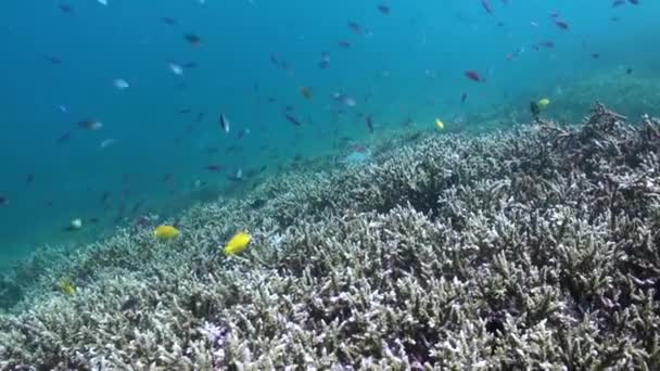 水中のサンゴ礁で魚学校の魅力的な景色を大切に 水中サンゴ礁の魚学校のダイナミックな展示に魅了されましょう — ストック動画