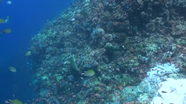 サンゴと魚の豊かな多様性を持つ水中サンゴ礁 豊富な種類のサンゴと魚種を持つ水中サンゴ礁は 呪文のような体験を生み出します — ストック動画