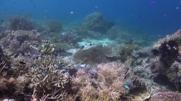 Undervattens Korallrev Med Olika Korall Och Fiskarter Samexisterar Förtrollande Värld — Stockvideo