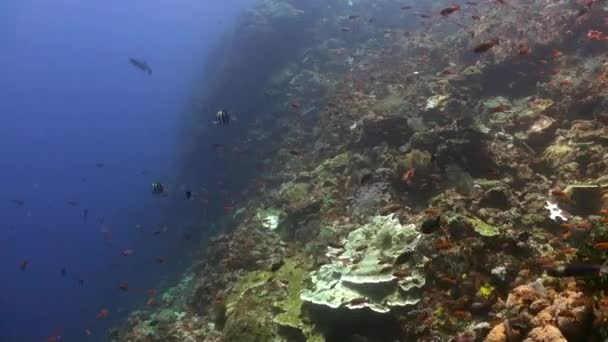 Reino Submarino Bali Hipnotiza Con Danza Dinámica Las Escuelas Peces — Vídeos de Stock