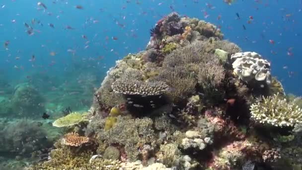 バリの水中世界は魚学校のダイナミックな動きで生き生きとしています 視覚的な光景を魅了する バリ島の水中領域の魚学校 — ストック動画