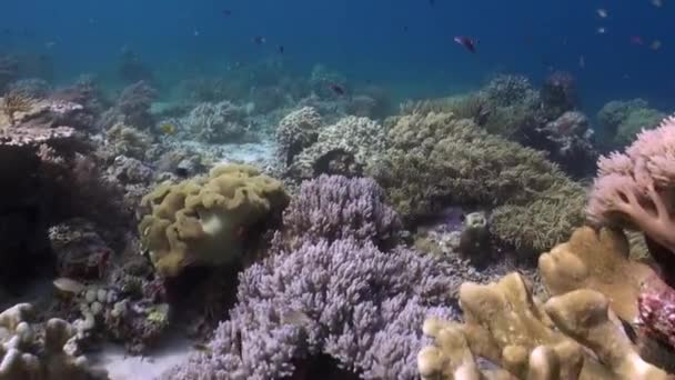 水中のサンゴ礁は魅惑的な小屋で魅了されます 波の下の無人のサンゴ礁の静かな美しさは魅力的です — ストック動画