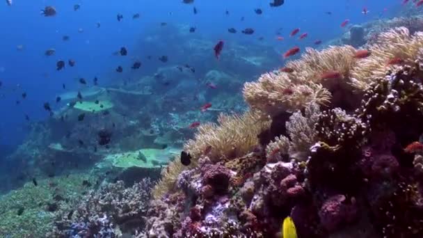 水中のサンゴ礁は サンゴや魚種に魅了されます 多様なサンゴや魚の種でいっぱいの水中サンゴ礁に身を浸しましょう — ストック動画