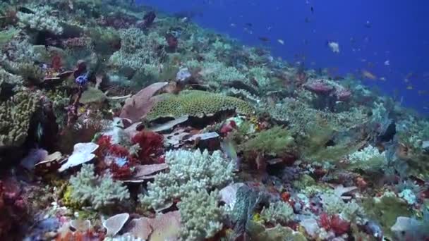 Μαγευτικό Θέαμα Υποβρύχιος Κοραλλιογενής Ύφαλος Πολλούς Τύπους Κοραλλιών Και Ψαριών — Αρχείο Βίντεο