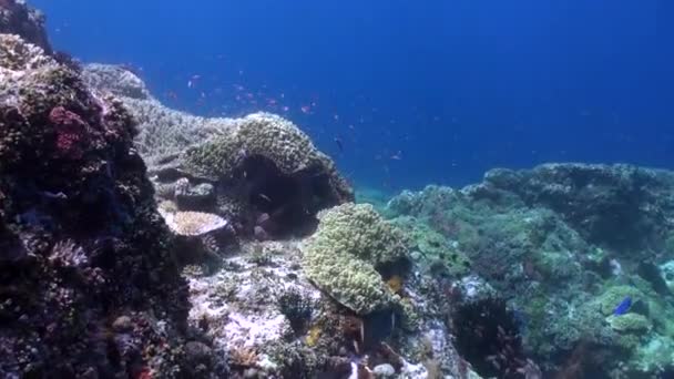 静寂に包まれた海中のサンゴ礁の魅力 無人の水中サンゴ礁の魅惑的な沈黙を魅了します 海中のサンゴ礁は魅惑的な沈黙で魅了されます — ストック動画