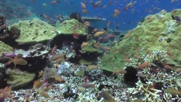 Mesmerizing Undervattens Korallrev Ståtar Med Levande Blandning Korall Och Fiskarter — Stockvideo