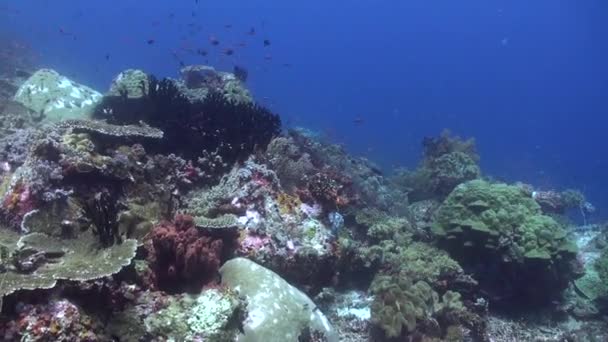 Тиша Покинутого Підводного Коралового Рифу Зачаровує Зачаровує Приплив Безлюдних Підводних — стокове відео