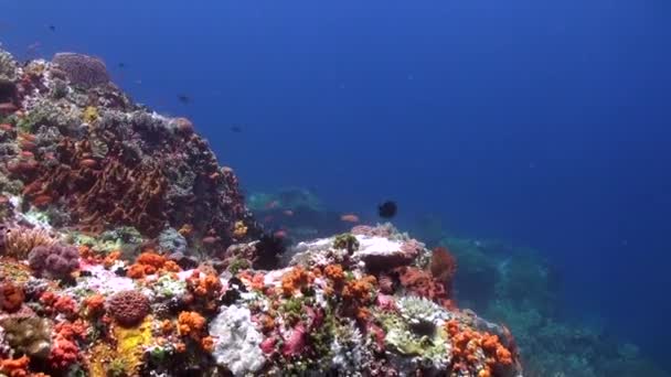 Ζωντανός Υποθαλάσσιος Κοραλλιογενής Ύφαλος Στολισμένος Σκληρά Κοράλλια Και Κοπάδια Ψαριών — Αρχείο Βίντεο