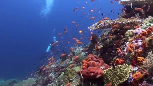 海の水中サンゴ礁に明るい魚の背景にダイバー 美しい水中サンゴ礁には 硬いサンゴと活気に満ちた魚の群れがあります — ストック動画