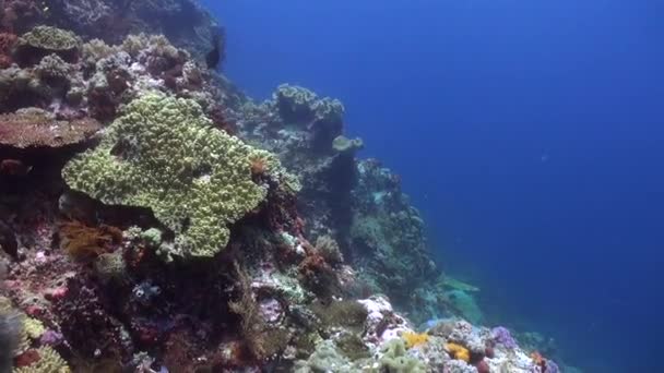 水中のサンゴ礁は硬いサンゴで魅了されます 硬いサンゴと活気に満ちた魚の群れを特徴とする畏敬の念を抱かせる水中サンゴ礁に浸かりましょう — ストック動画