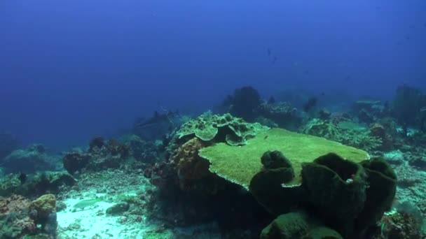 Arrecife Coral Submarino Con Corales Duros Animada Escuela Peces Sumérgete — Vídeos de Stock