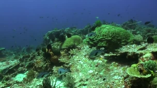 明るい緑のサンゴ礁は水中世界で明るい純粋な色で魅了されます 美しい水中サンゴ礁には 硬いサンゴと活気に満ちた魚の群れがあります — ストック動画