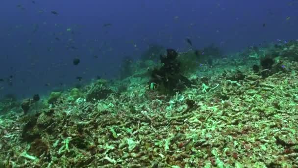 バリ島の海で魚と水中の明るい緑のサンゴ礁 水中のサンゴ礁は その硬いサンゴと魅惑的な魚の学校で魅了します — ストック動画