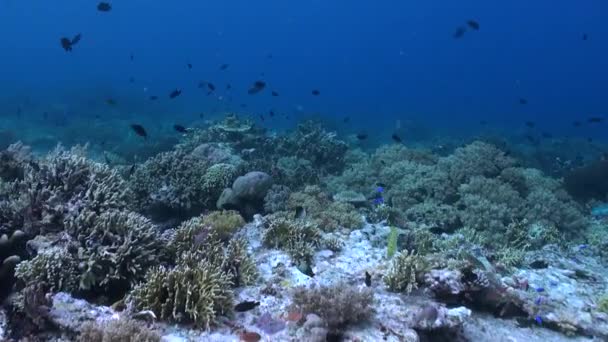 Dyk Förtrollande Undervattens Korallrev Med Sina Koraller Och Fiskstim Häpnadsväckande — Stockvideo