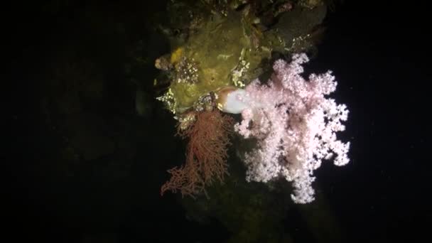 Altı Dünyasının Yumuşak Mercanları Doğanın Gerçek Mucizesidir Yumuşak Mercanların Güzelliğinin — Stok video