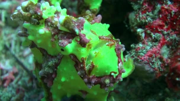Grön Marulk Undervattensriket Skönhet Som Fångar Fantasin Grön Marulk Undervattensriket — Stockvideo