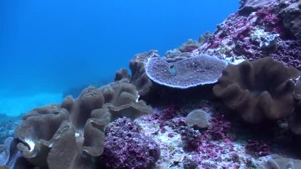 Mesmerizante Recife Coral Subaquático Possui Corais Duros Fenômeno Tirar Fôlego — Vídeo de Stock