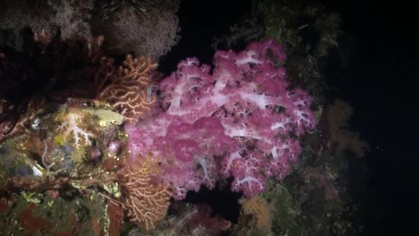 海洋环境水下世界的软珊瑚是大自然真正的奇迹 巴厘的海洋生态系统以其柔软的珊瑚构成了壮丽的自然景观而震惊 — 图库视频影像