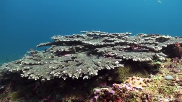 Corais Duros Recife Coral Subaquático Acompanhados Por Uma Escola Hipnotizante — Vídeo de Stock