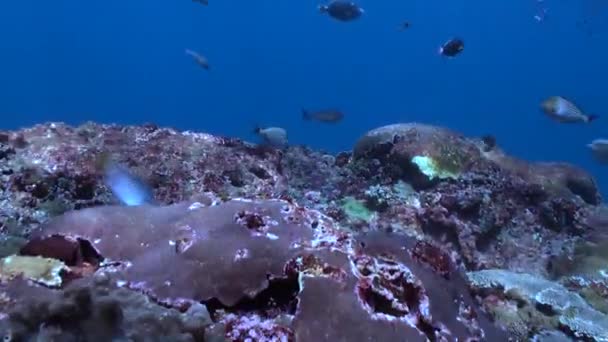 Dyk Värld Undervattens Korallrev Med Hårda Koraller Och Fiskstim — Stockvideo