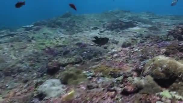 Explore Cautivante Arrecife Coral Submarino Con Corales Duros Escuela Peces — Vídeos de Stock